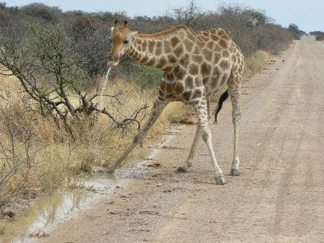 Etosha/Namibia