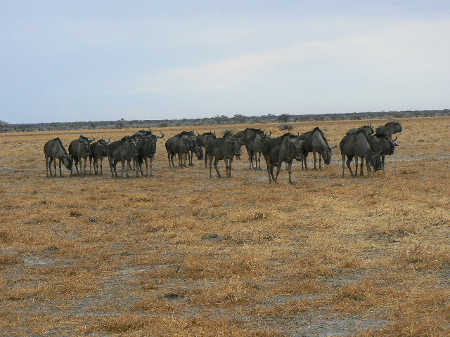 Etosha/Namibia
