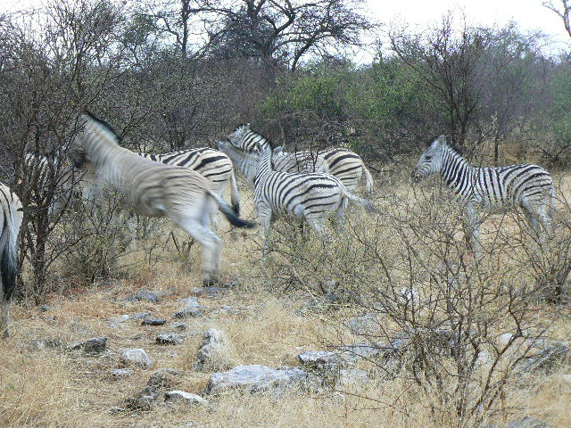 Etosha/Namibia